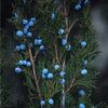 juniperberryblu